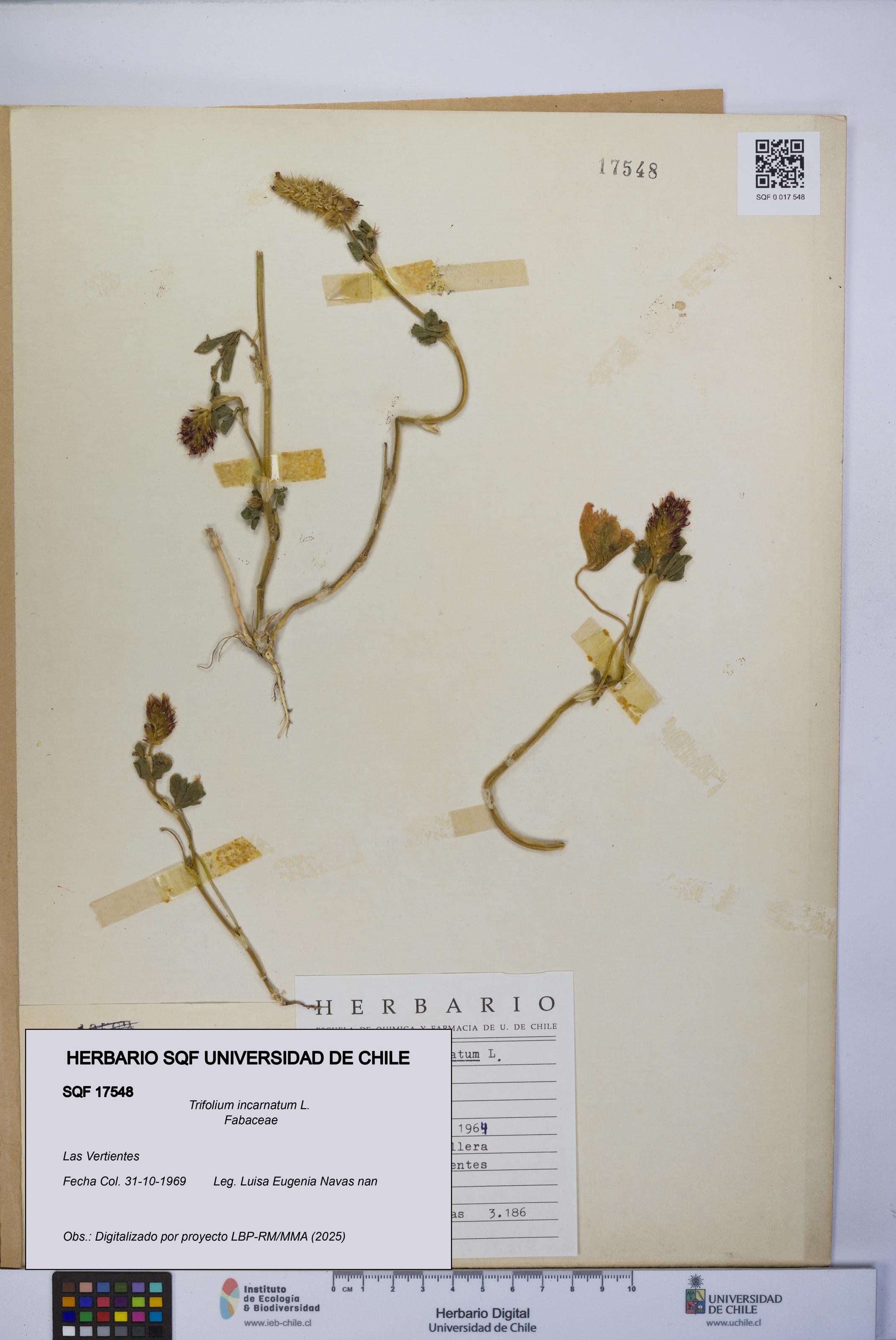 Trifolium incarnatum [Espécimen: UCH:SQF:0017548]