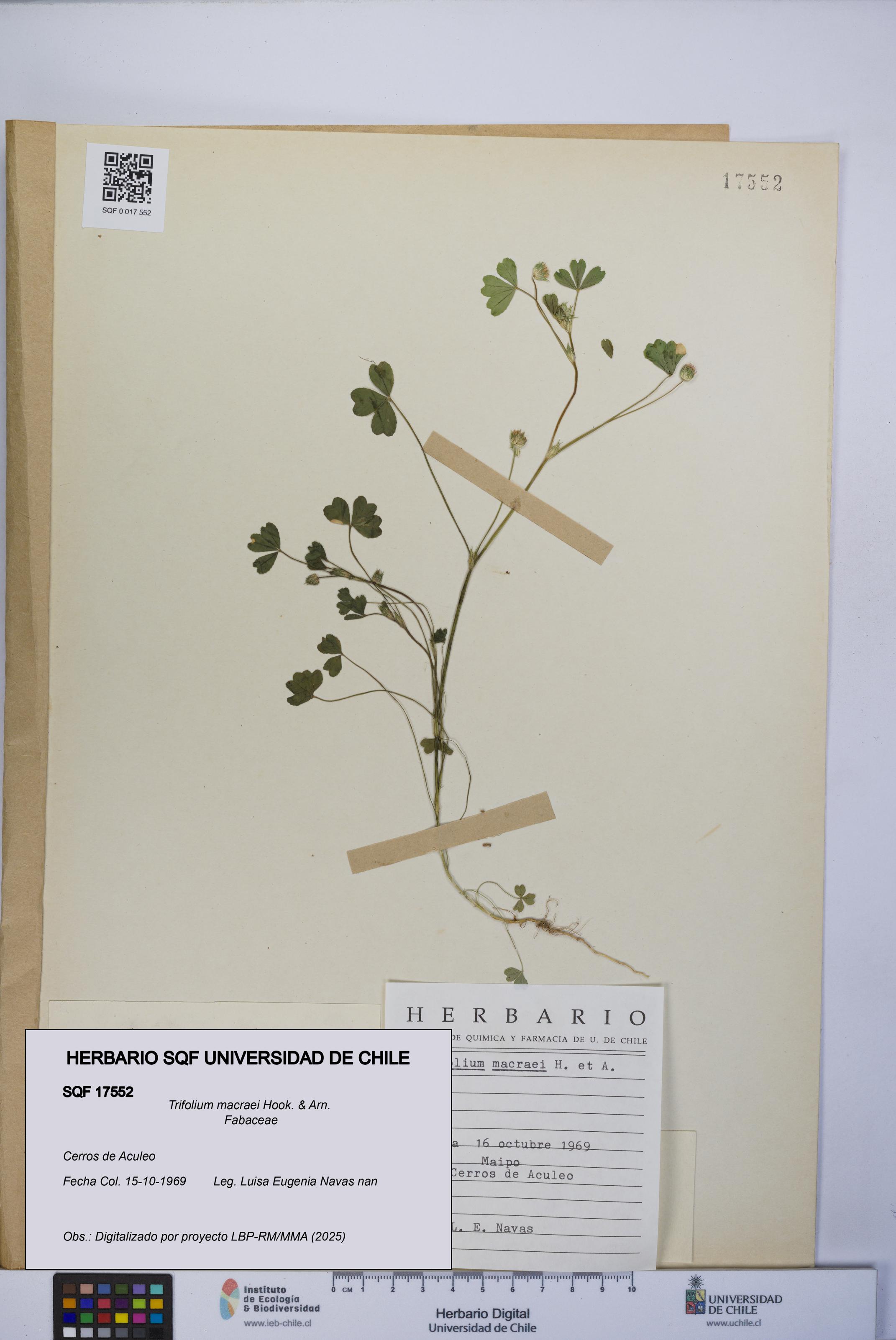 Trifolium macraei [Espécimen: UCH:SQF:0017552]