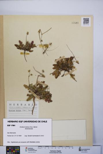 Erodium botrys [Espécimen: UCH:SQF:0017581]