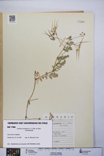Erodium cicutarium [Espécimen: UCH:SQF:0017583]