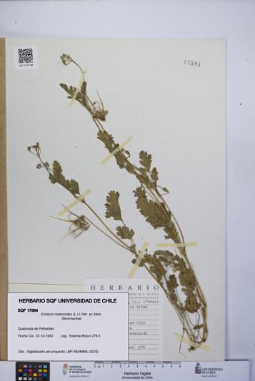 Erodium malacoides [Espécimen: UCH:SQF:0017584]
