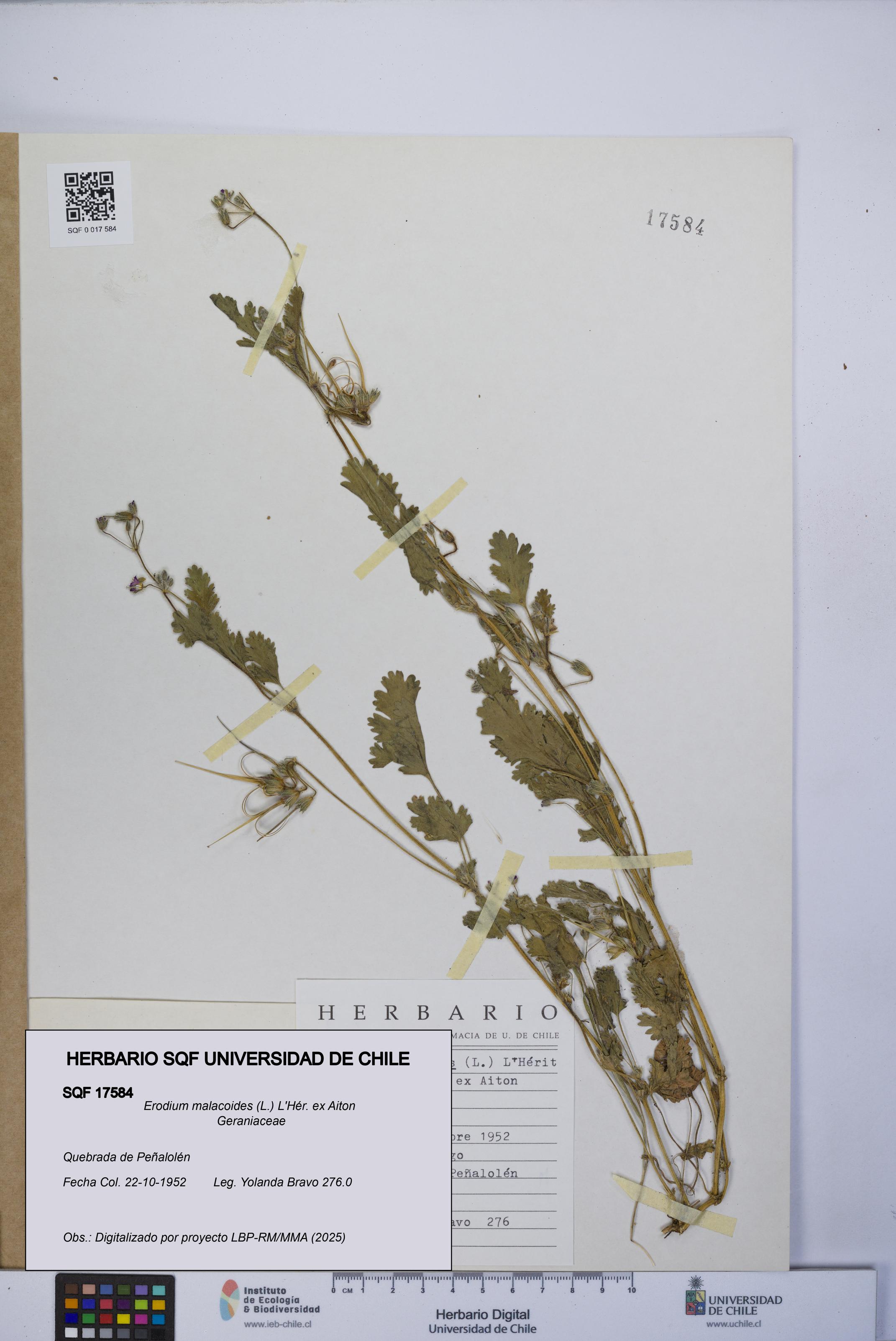Erodium malacoides [Espécimen: UCH:SQF:0017584]