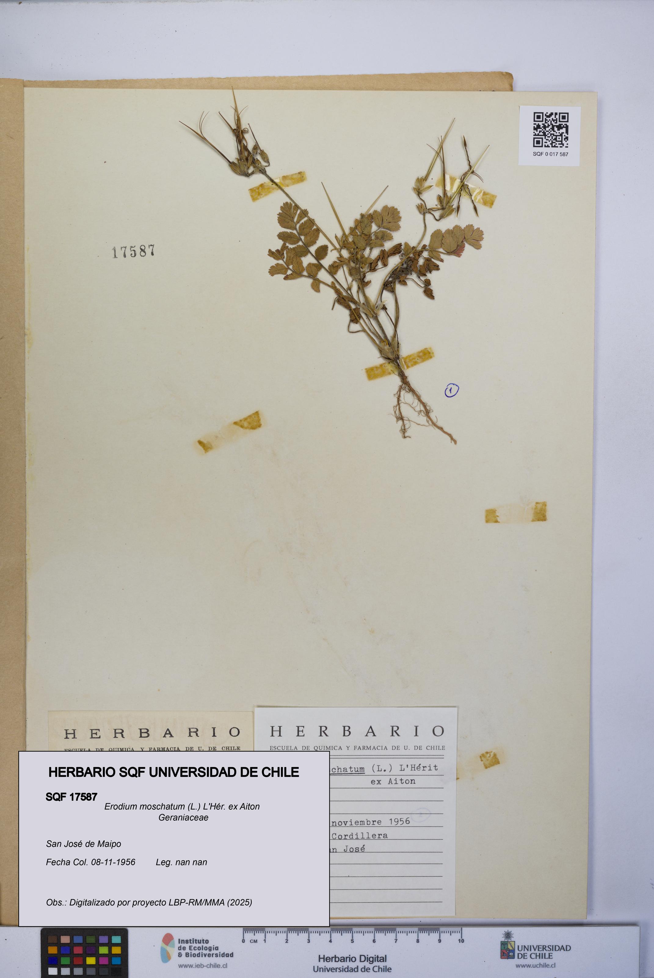 Erodium moschatum [Espécimen: UCH:SQF:0017587]