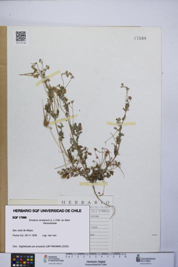 Erodium cicutarium [Espécimen: UCH:SQF:0017588]
