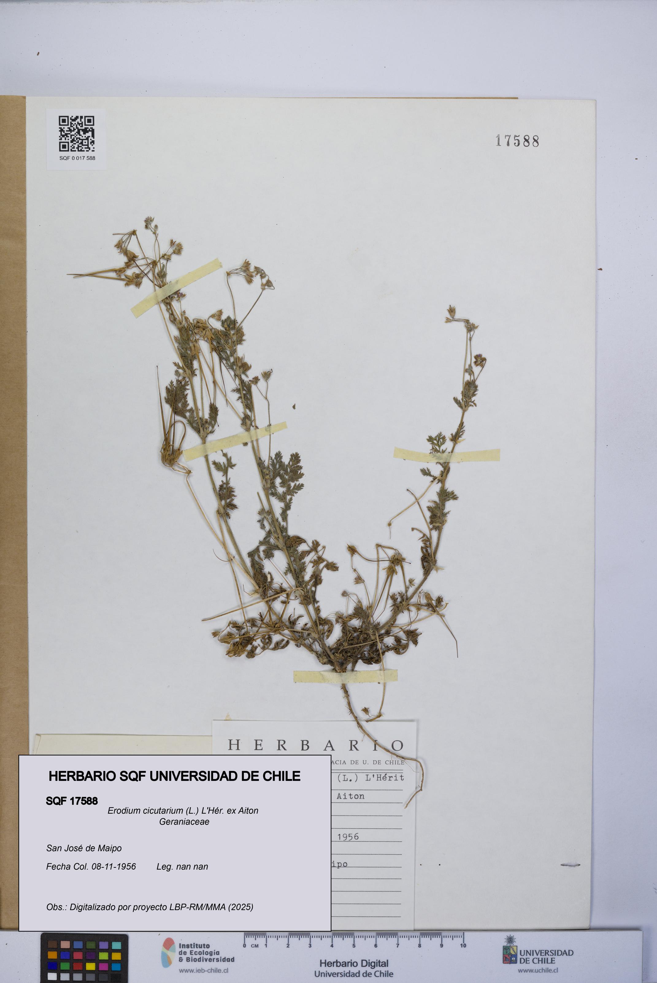 Erodium cicutarium [Espécimen: UCH:SQF:0017588]