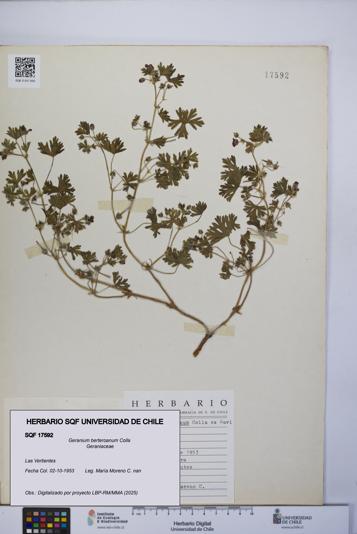 Geranium berteroanum [Espécimen: UCH:SQF:0017592]