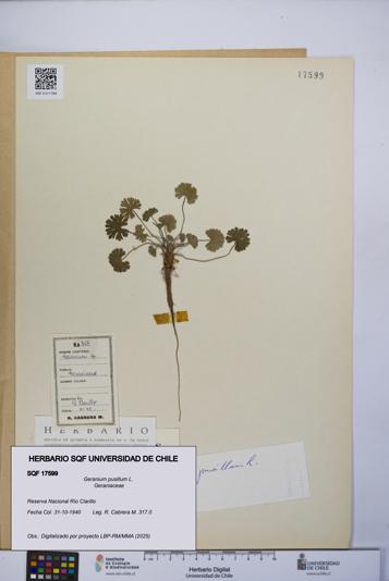 Geranium pusillum [Espécimen: UCH:SQF:0017599]