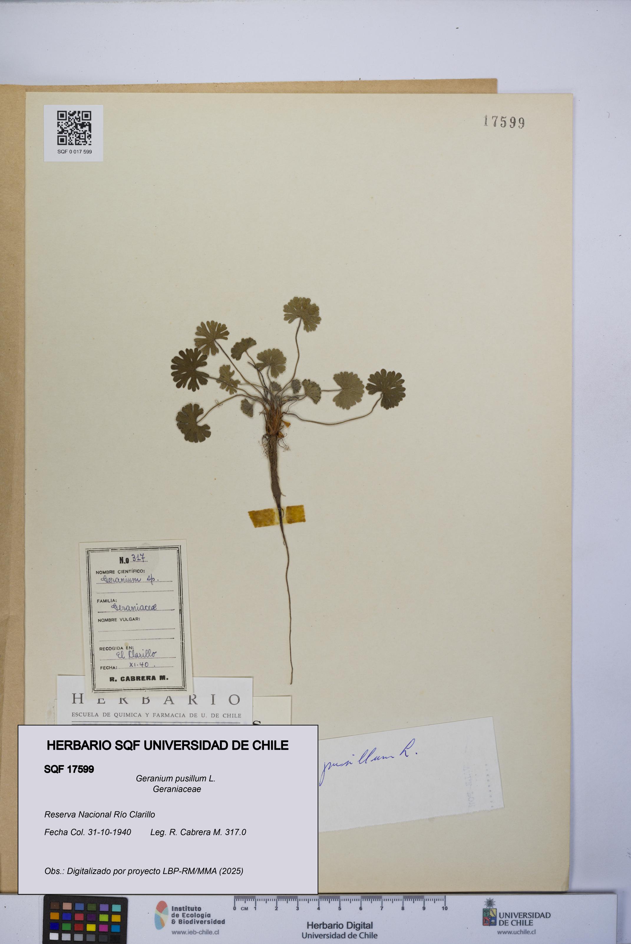 Geranium pusillum [Espécimen: UCH:SQF:0017599]