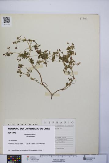 Geranium molle [Espécimen: UCH:SQF:0017602]