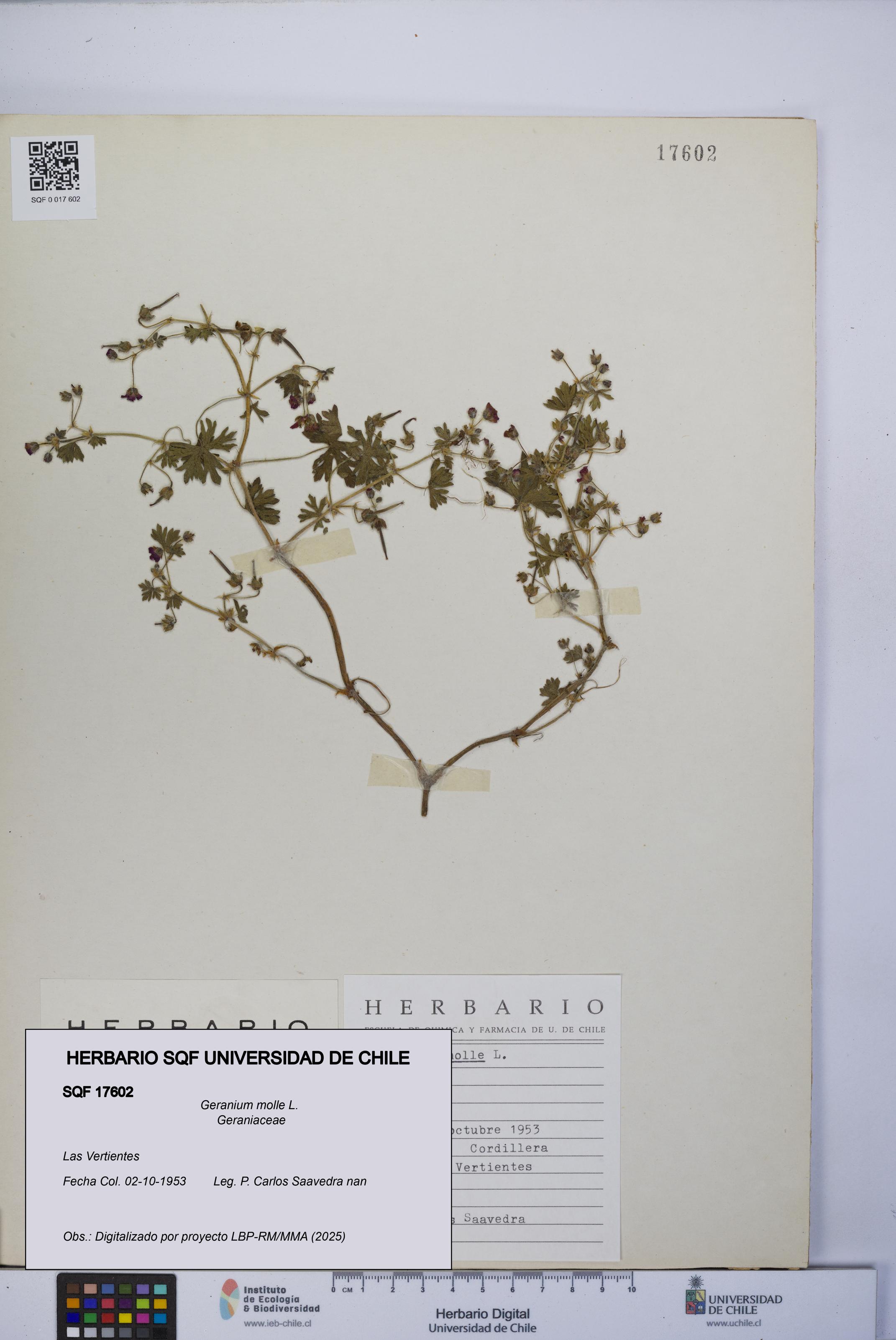 Geranium molle [Espécimen: UCH:SQF:0017602]