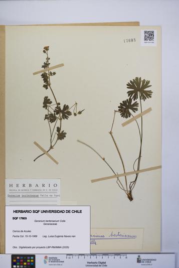 Geranium berteroanum [Espécimen: UCH:SQF:0017603]