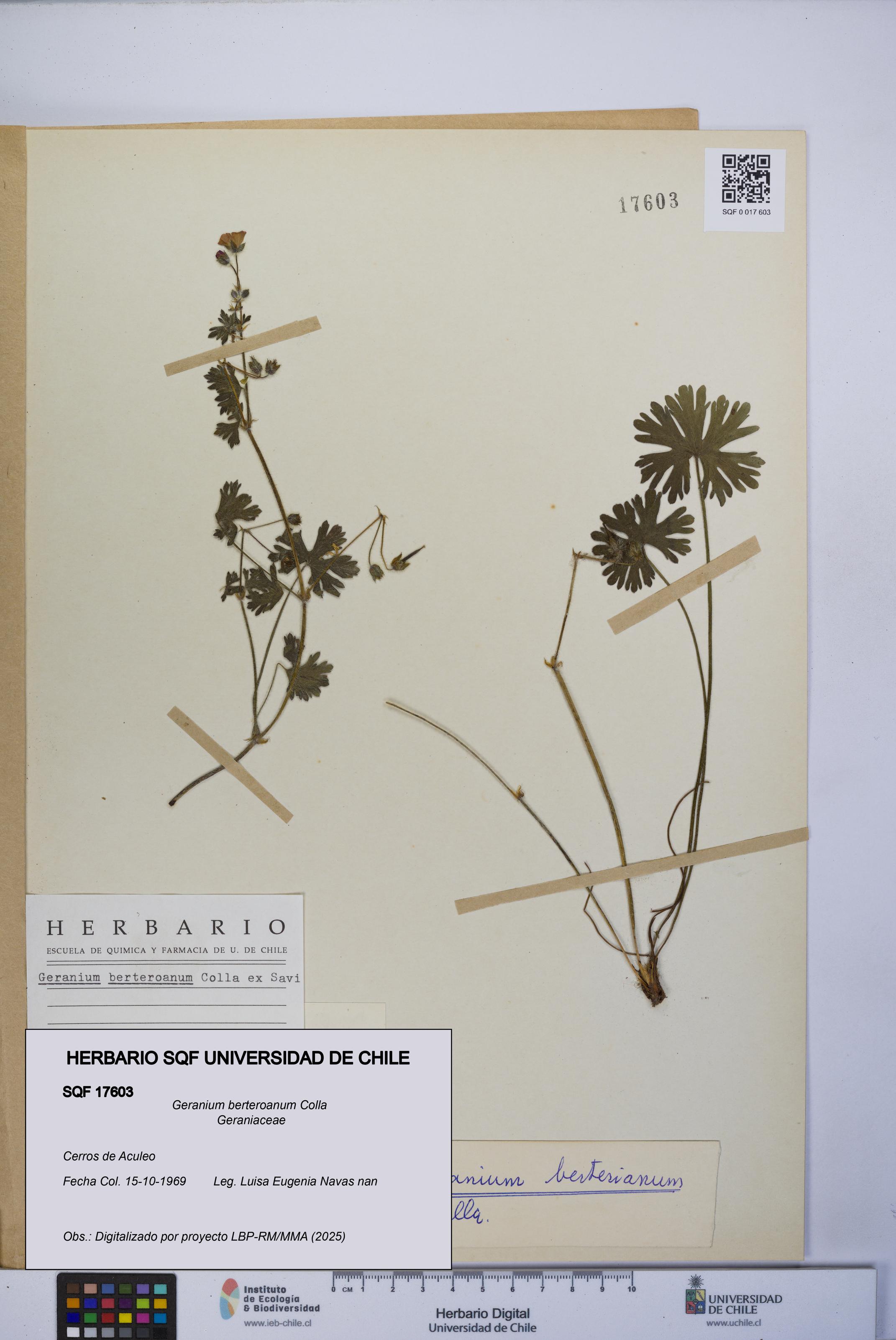 Geranium berteroanum [Espécimen: UCH:SQF:0017603]