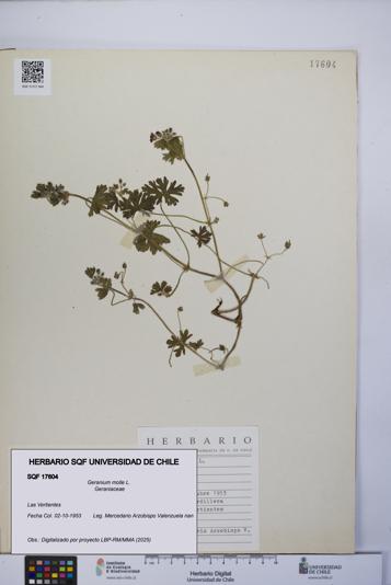 Geranium molle [Espécimen: UCH:SQF:0017604]