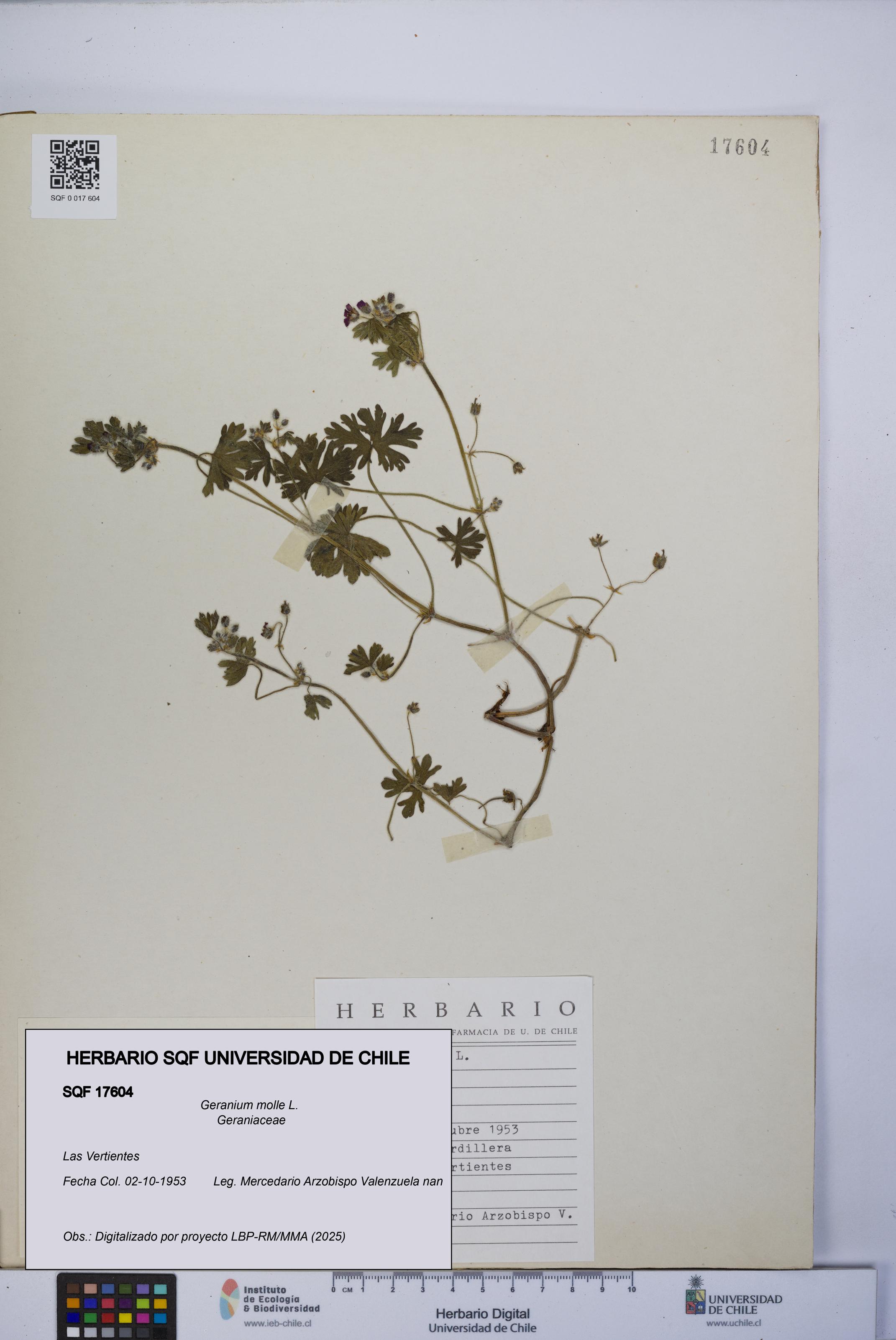 Geranium molle [Espécimen: UCH:SQF:0017604]