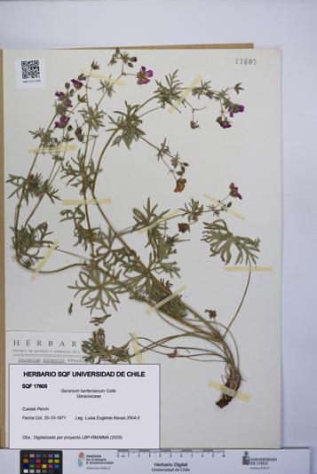 Geranium berteroanum [Espécimen: UCH:SQF:0017605]