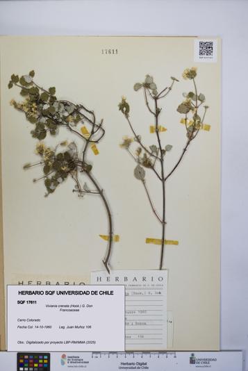 Viviania crenata [Espécimen: UCH:SQF:0017611]