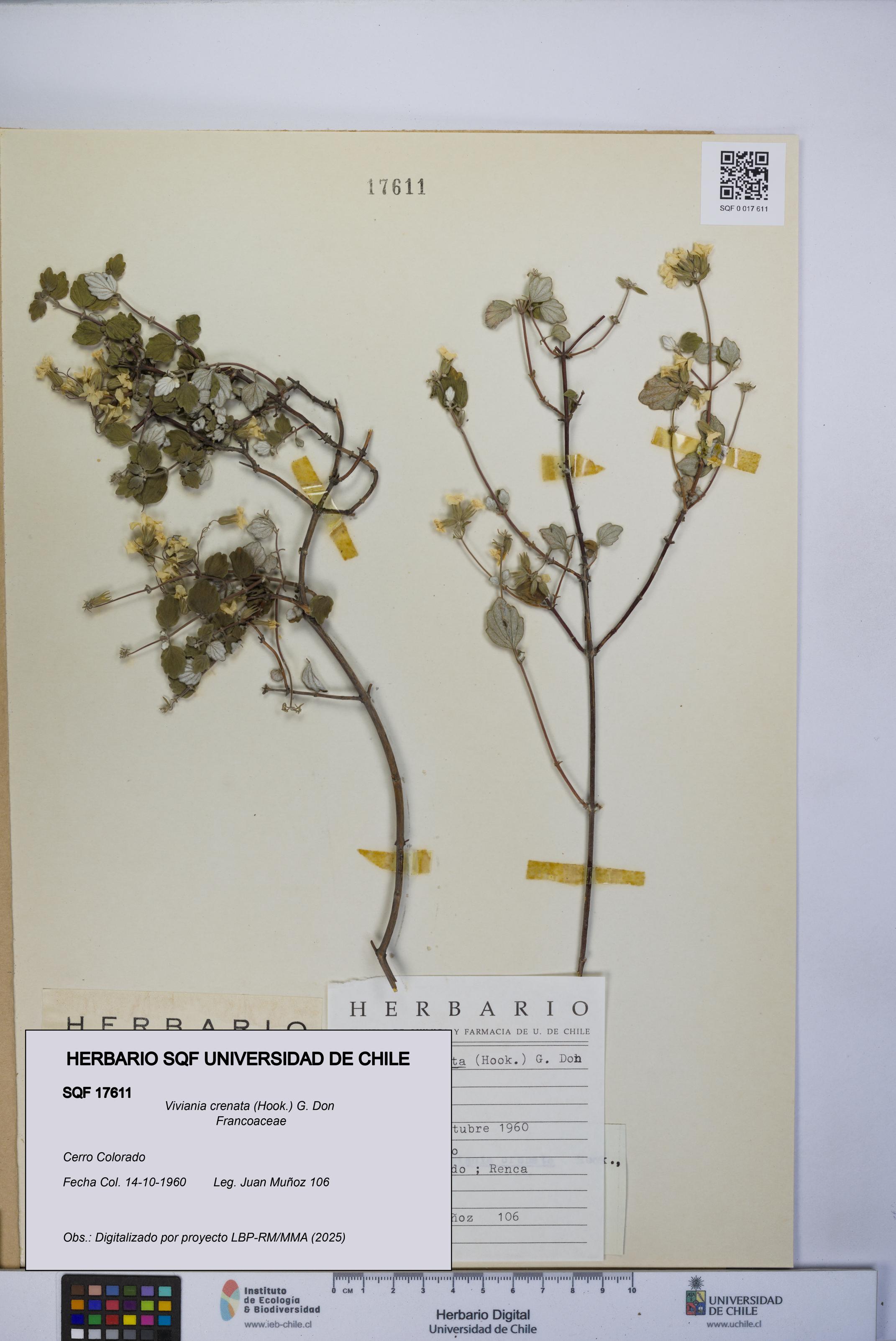 Viviania crenata [Espécimen: UCH:SQF:0017611]