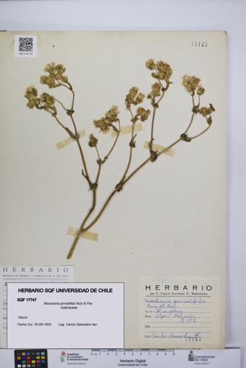 Moscharia pinnatifida [Espécimen: UCH:SQF:0017747]