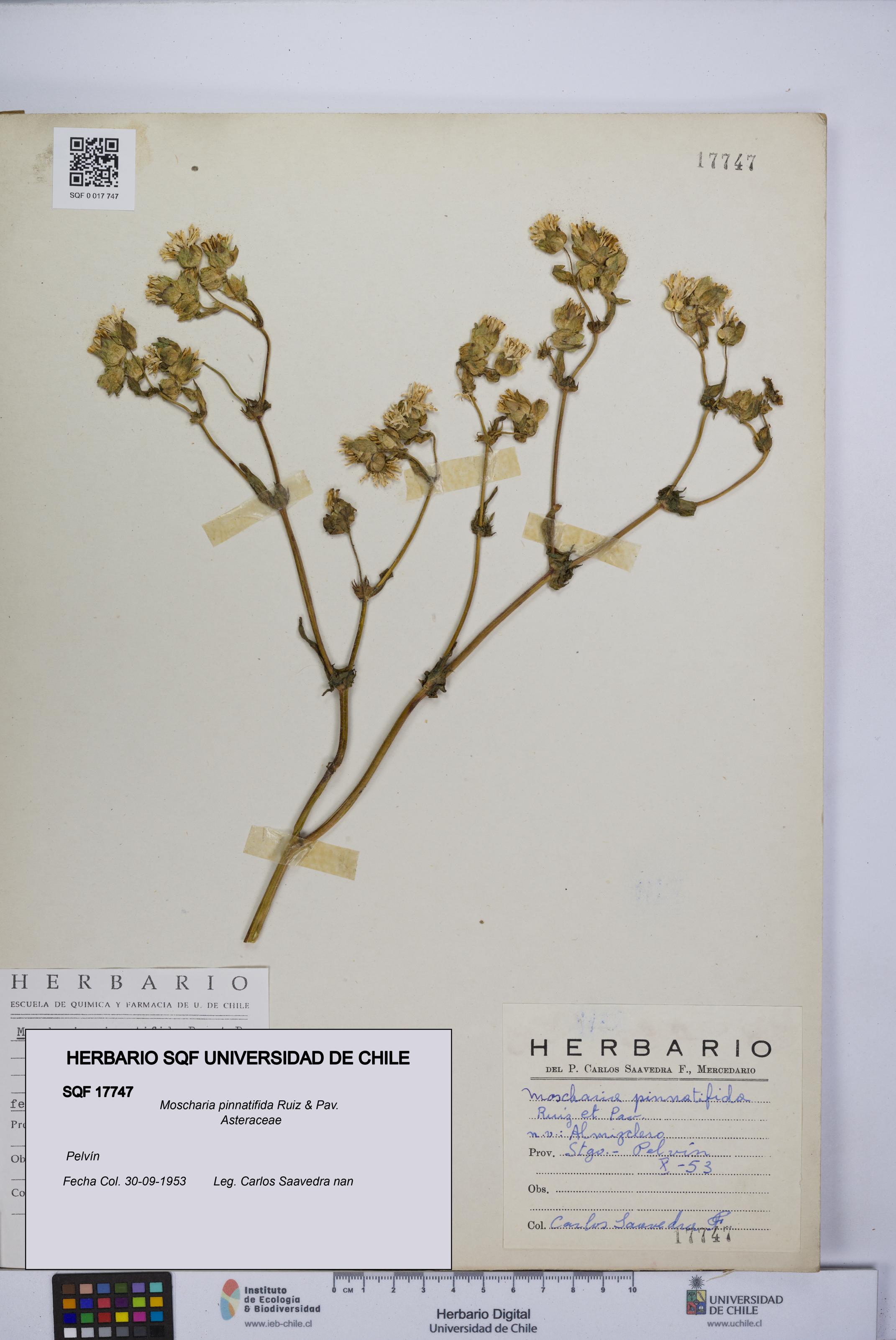 Moscharia pinnatifida [Espécimen: UCH:SQF:0017747]