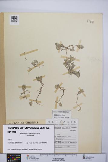 Psilocarphus brevissimus [Espécimen: ]