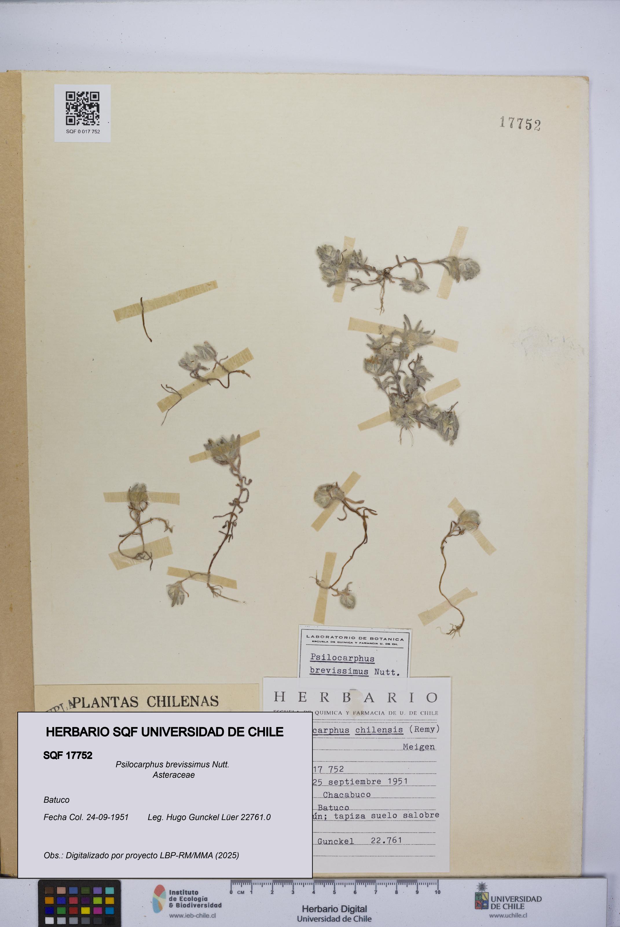Psilocarphus brevissimus [Espécimen: ]