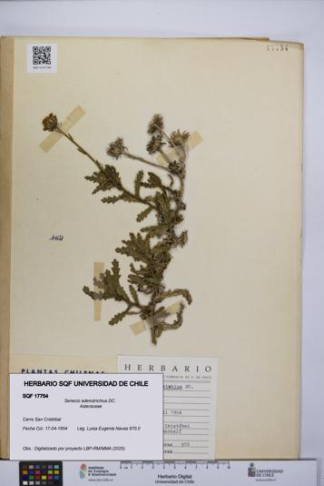 Senecio adenotrichius [Espécimen: UCH:SQF:0017754]