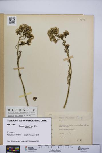 Senecio bridgesii [Espécimen: UCH:SQF:0017755]
