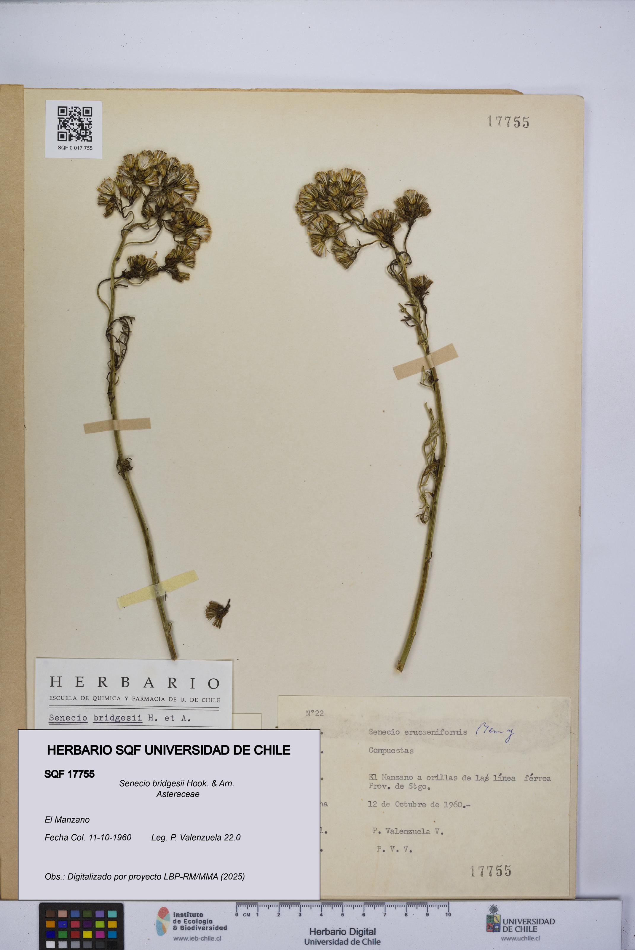 Senecio bridgesii [Espécimen: UCH:SQF:0017755]