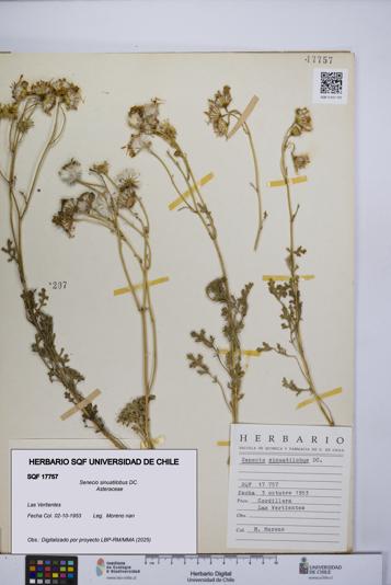 Senecio sinuatilobus [Espécimen: UCH:SQF:0017757]