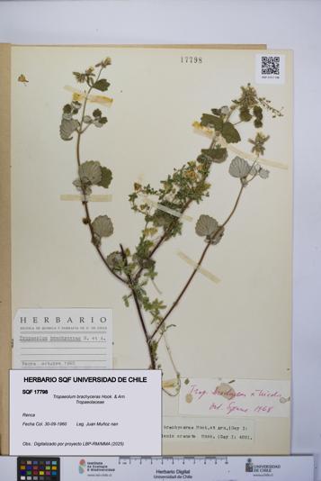 Tropaeolum brachyceras [Espécimen: UCH:SQF:0017798]