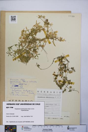 Tropaeolum brachyceras [Espécimen: UCH:SQF:0017799]