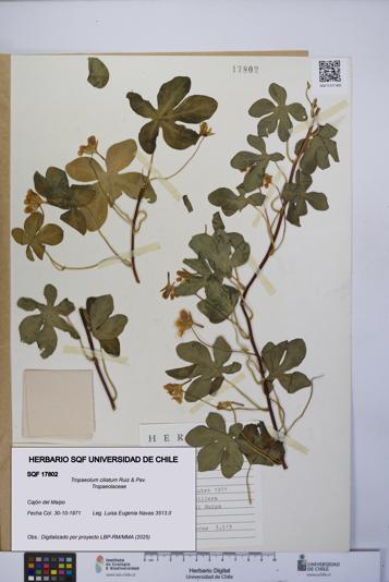Tropaeolum ciliatum [Espécimen: UCH:SQF:0017802]
