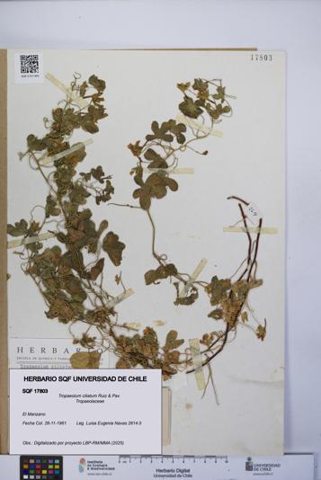 Tropaeolum ciliatum [Espécimen: UCH:SQF:0017803]