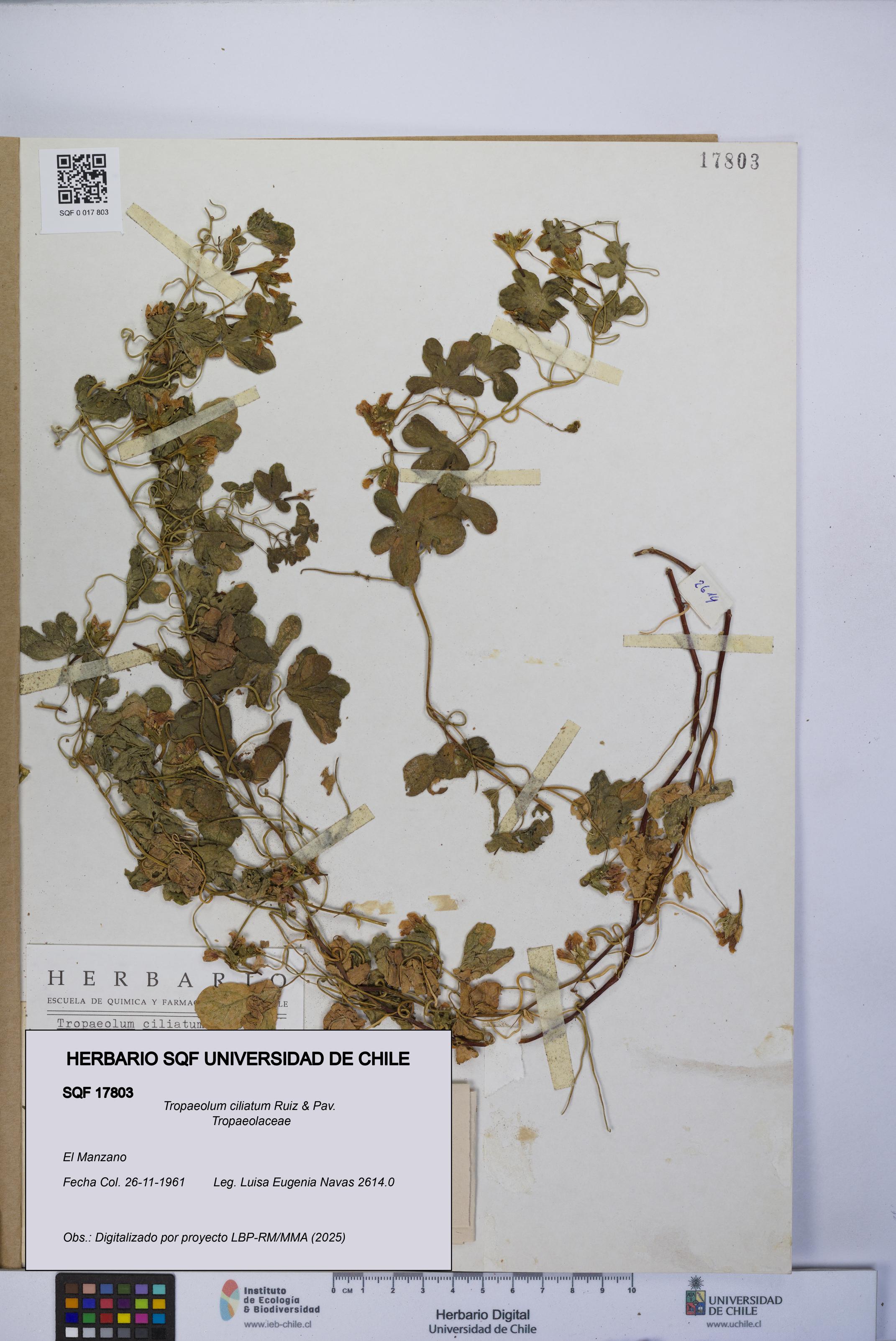 Tropaeolum ciliatum [Espécimen: UCH:SQF:0017803]