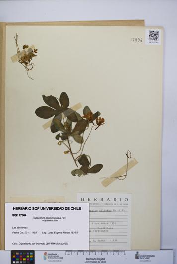 Tropaeolum ciliatum [Espécimen: UCH:SQF:0017804]