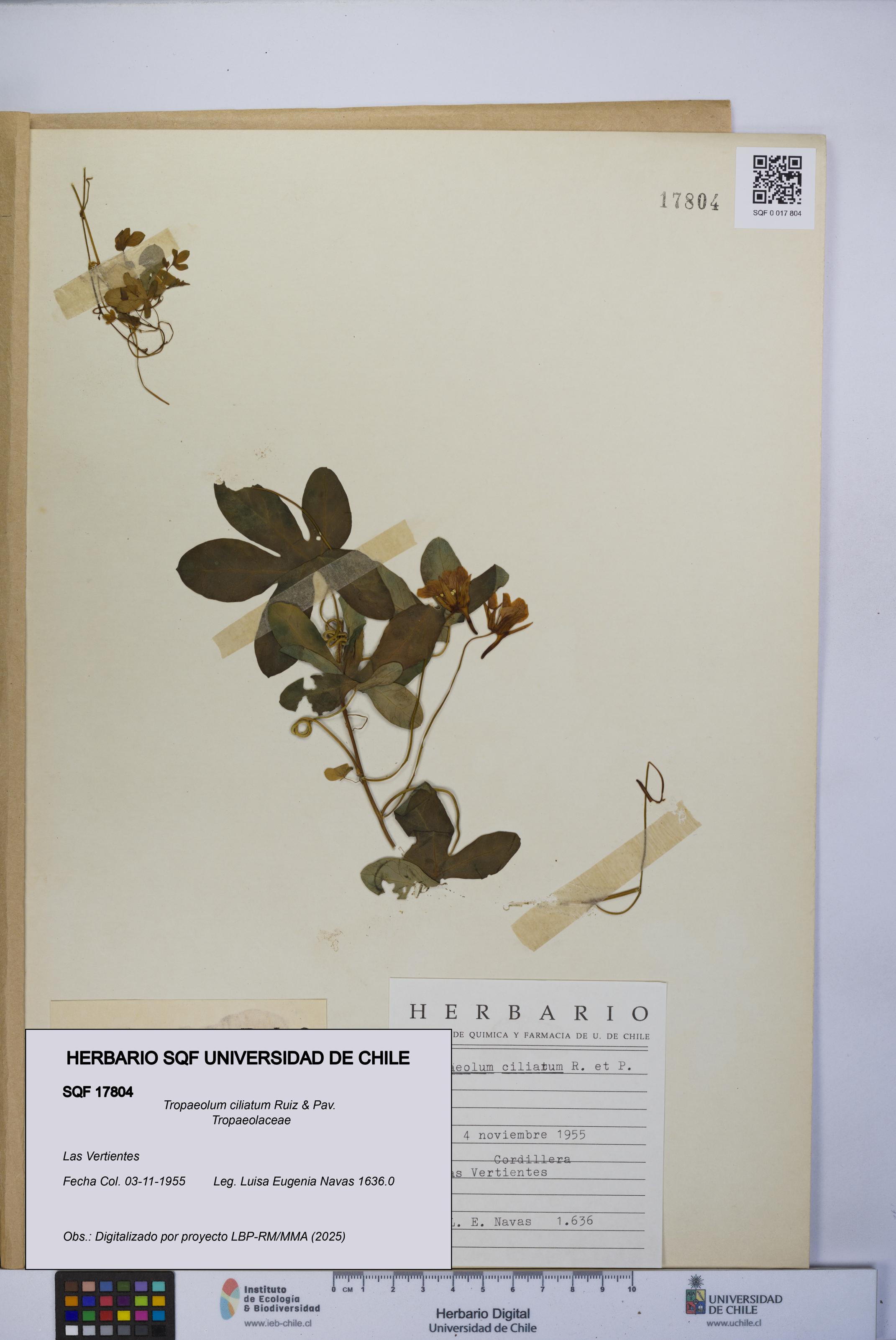 Tropaeolum ciliatum [Espécimen: UCH:SQF:0017804]