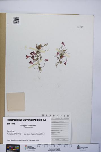 Tropaeolum tricolor [Espécimen: UCH:SQF:0017809]