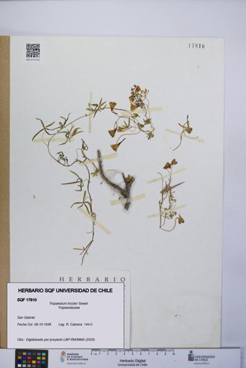 Tropaeolum tricolor [Espécimen: UCH:SQF:0017810]