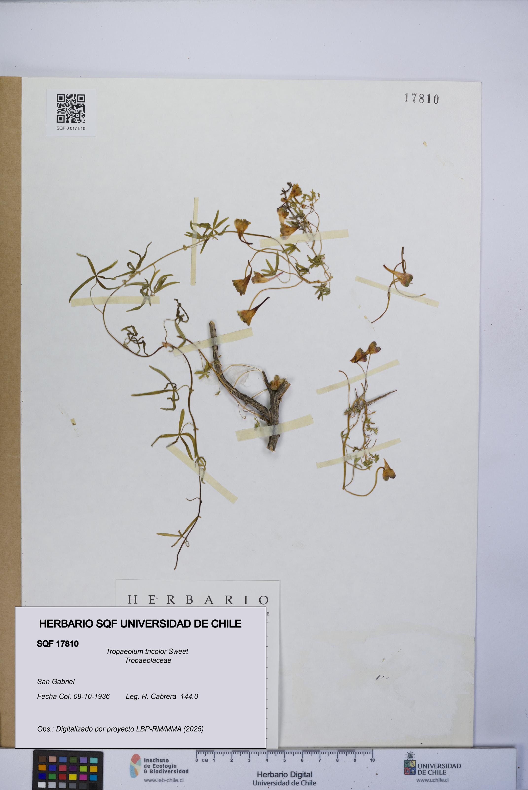 Tropaeolum tricolor [Espécimen: UCH:SQF:0017810]