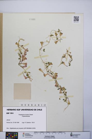 Tropaeolum tricolor [Espécimen: UCH:SQF:0017811]