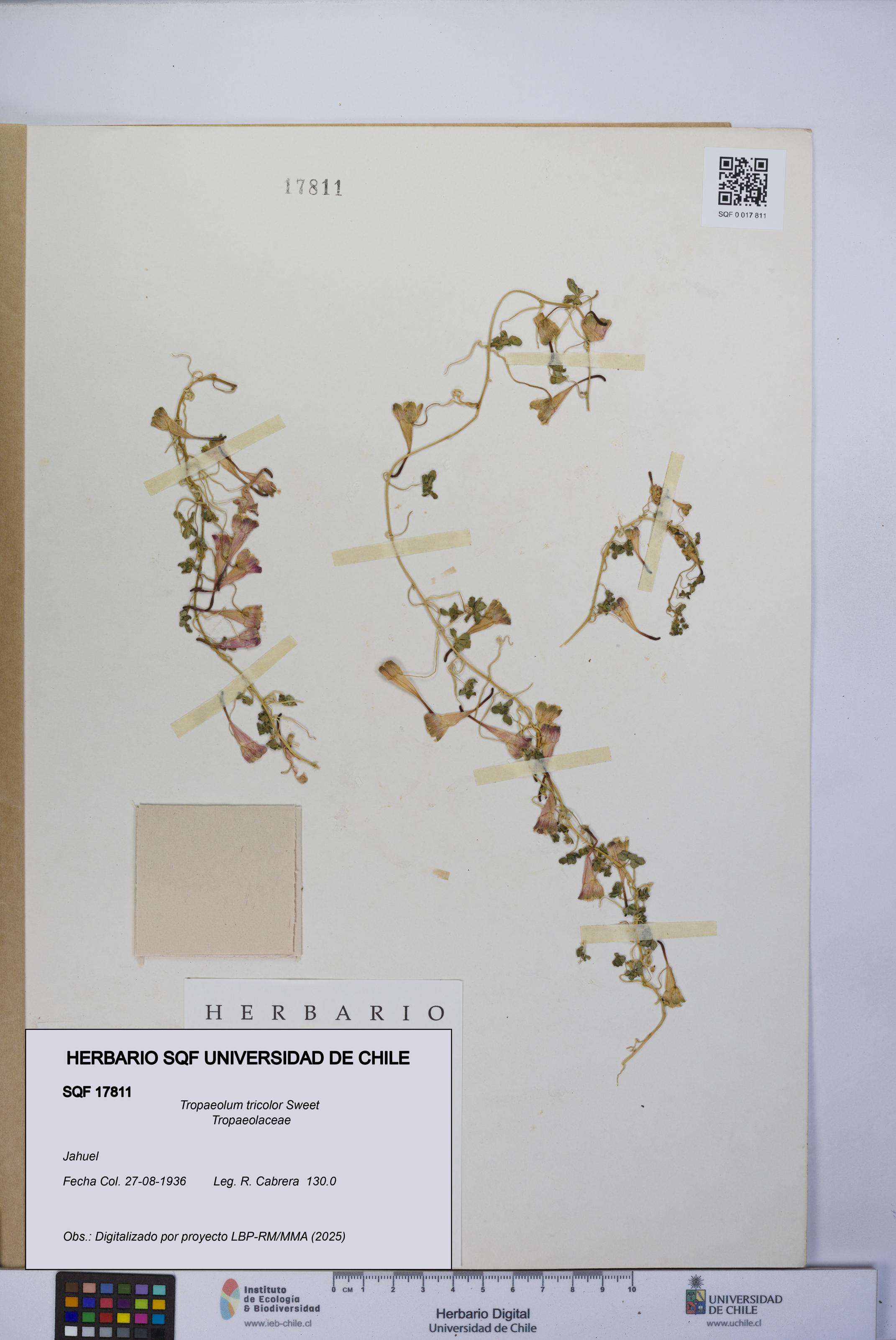 Tropaeolum tricolor [Espécimen: UCH:SQF:0017811]