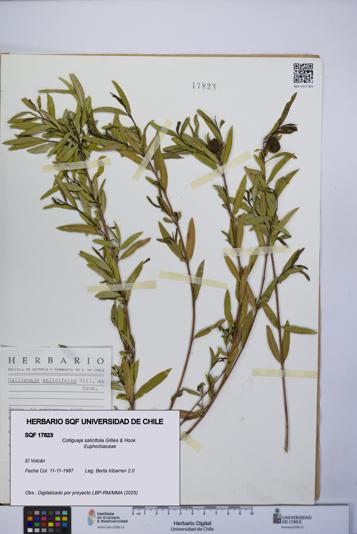 Colliguaja salicifolia [Espécimen: UCH:SQF:0017823]