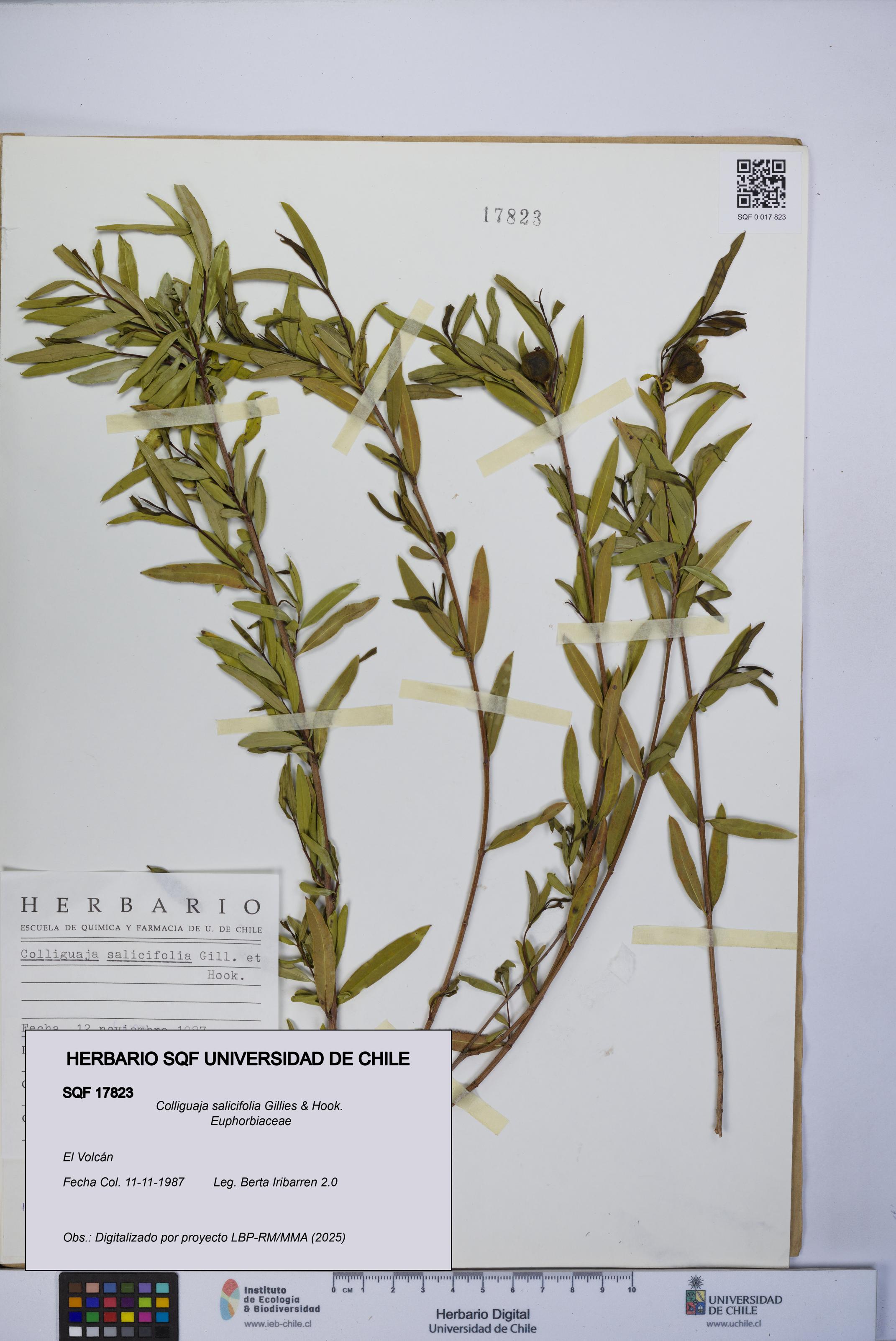 Colliguaja salicifolia [Espécimen: UCH:SQF:0017823]