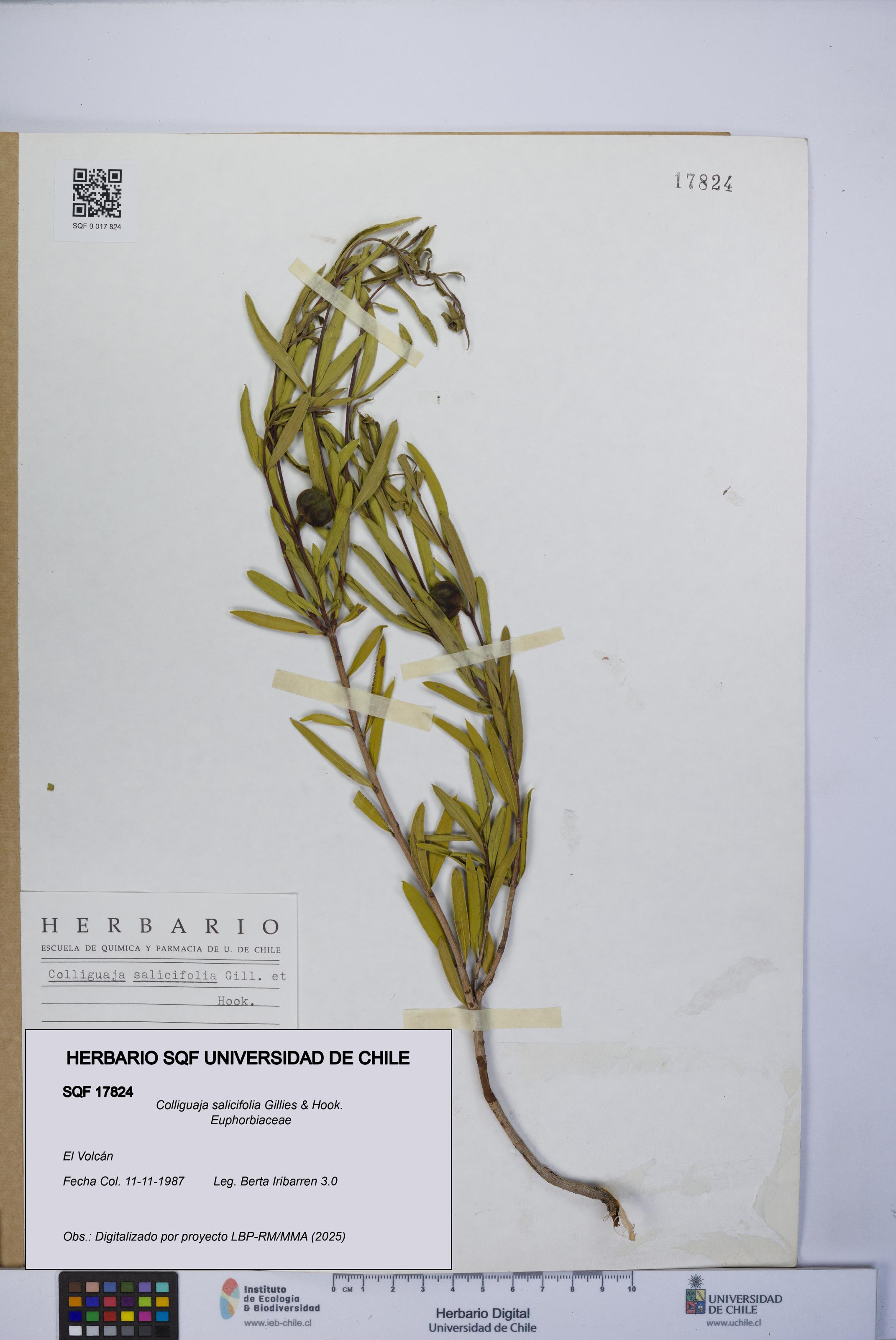 Colliguaja salicifolia [Espécimen: UCH:SQF:0017824]