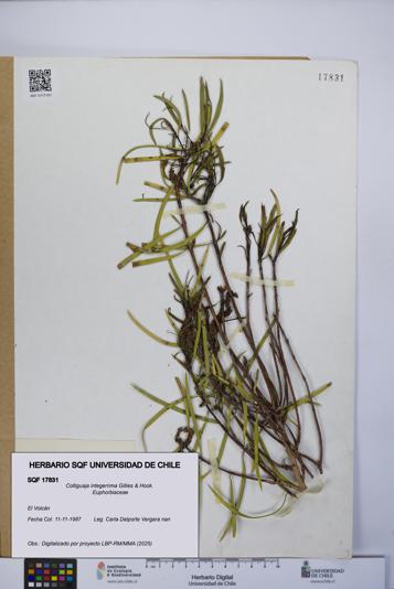 Colliguaja integerrima [Espécimen: UCH:SQF:0017831]