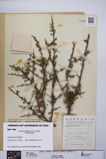 Schinus polygama [Espécimen: UCH:SQF:0017899]