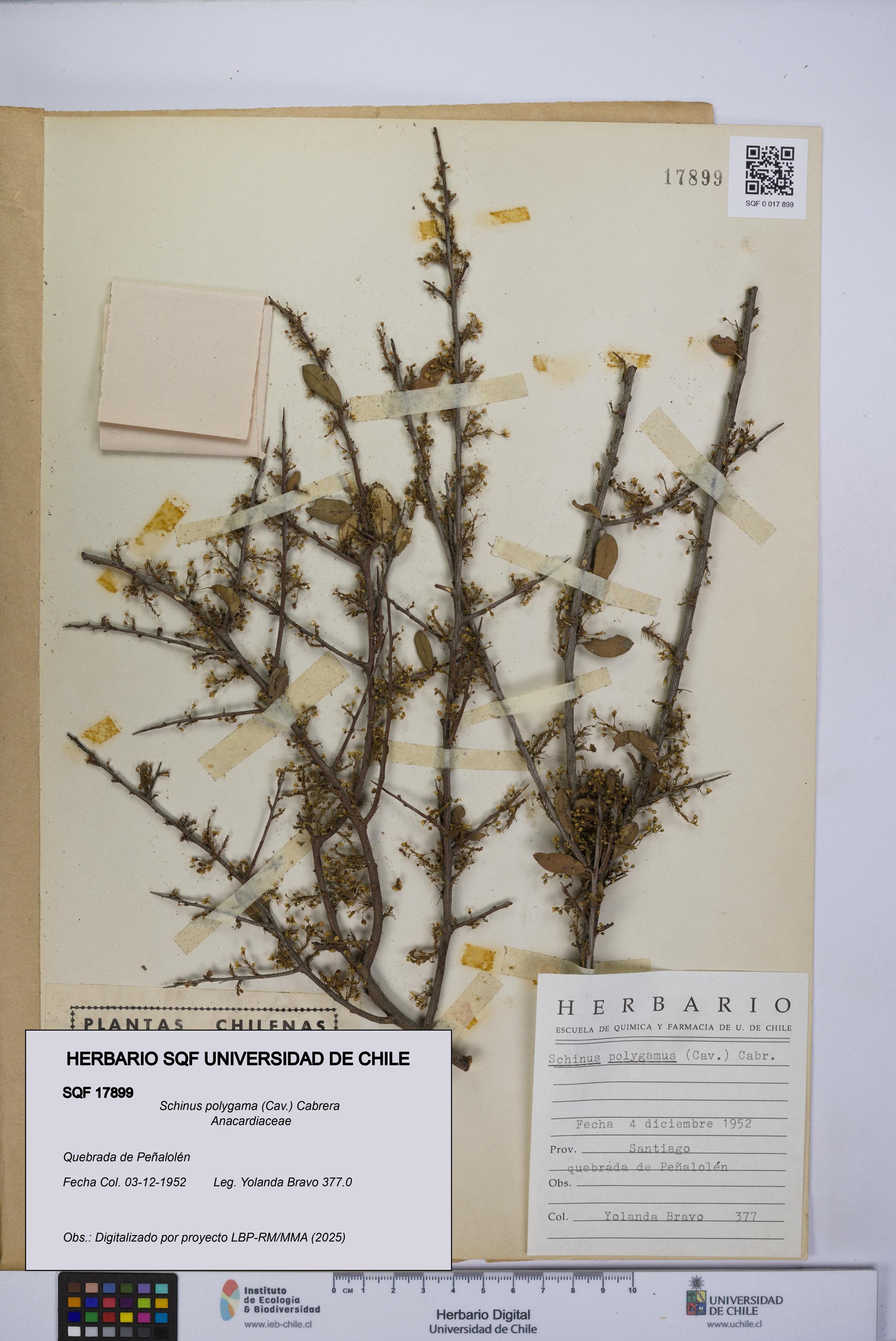 Schinus polygama [Espécimen: UCH:SQF:0017899]