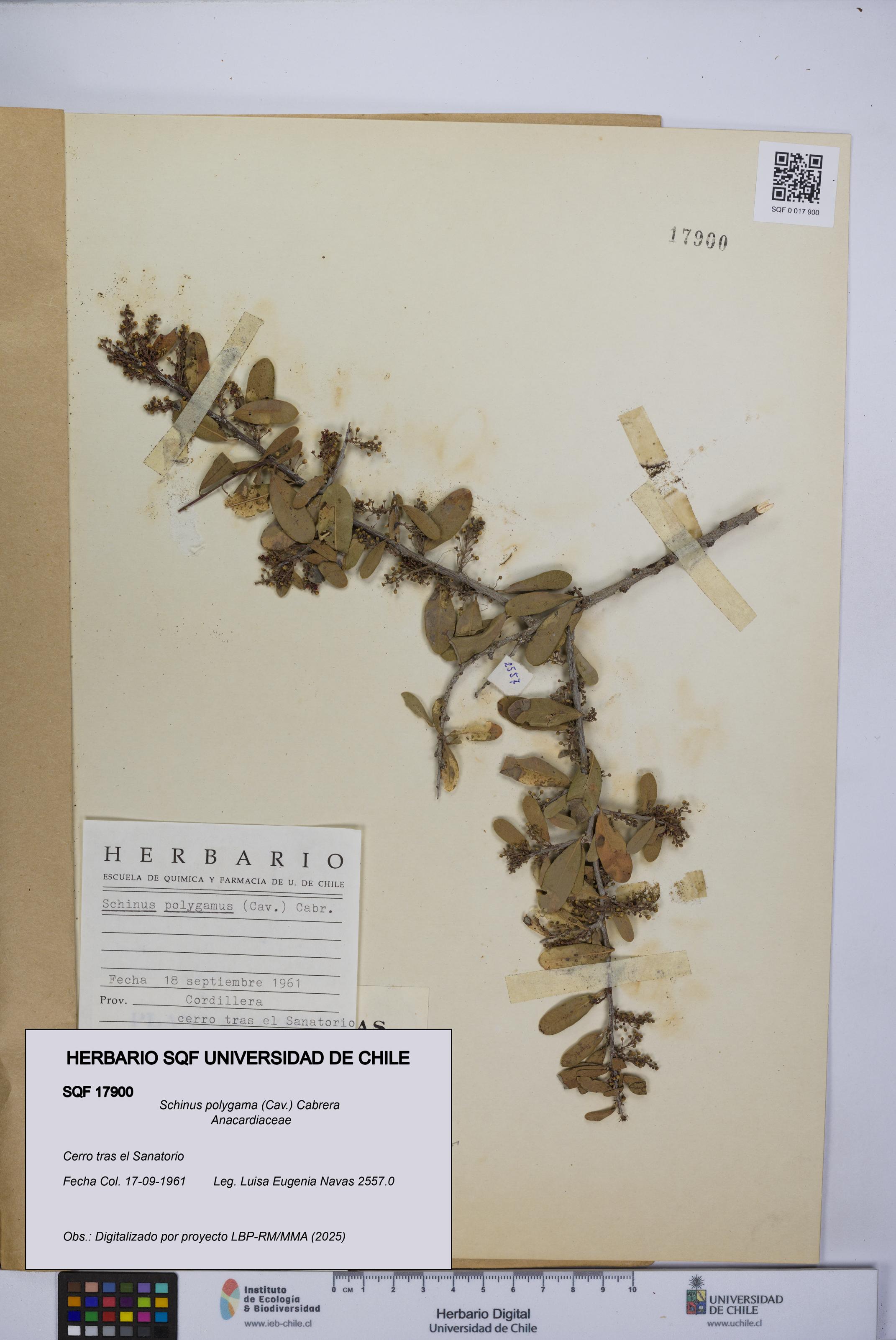 Schinus polygama [Espécimen: UCH:SQF:0017900]