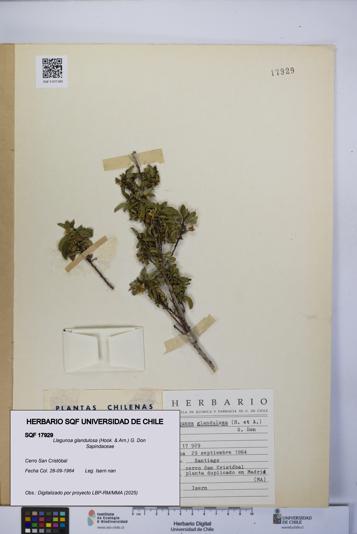 Llagunoa glandulosa [Espécimen: UCH:SQF:0017929]