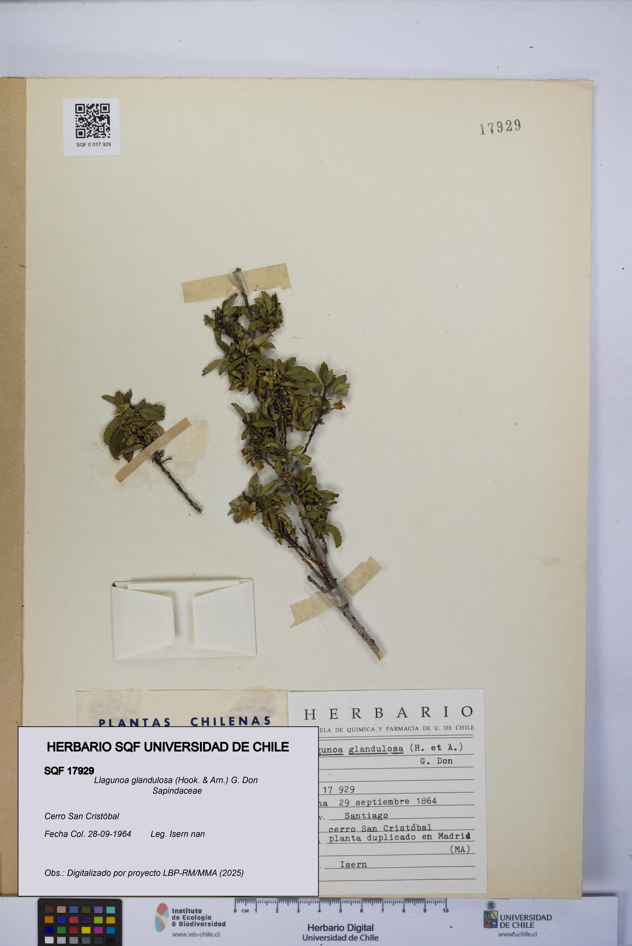 Llagunoa glandulosa [Espécimen: UCH:SQF:0017929]